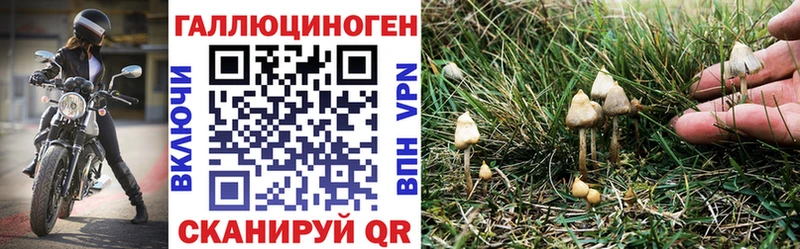 Галлюциногенные грибы Cubensis  Купить  Нефтегорск 